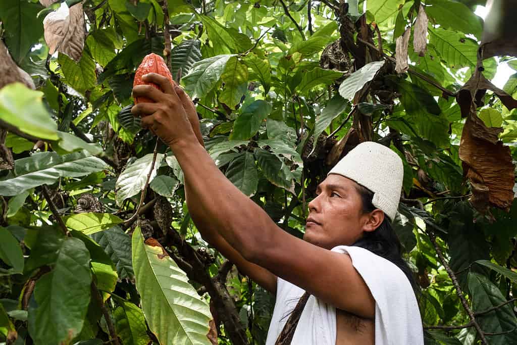 Indigenous Kogui harvester picking cacao in Colombia